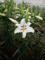 [5272 Siberia JWL No02.JPG]